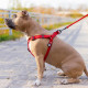 Шлейка для собак Collar водостойкая с QR-паспортом, красная, ширина 20 мм, обхват 50–80 см, 27653