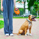 Поводок-рулетка для собак Waudog R-leash S, 3 м, до 12 кг, оранжевый, со светоотражающей лентой и контейнером для пакетов, 26274