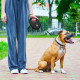 Поводок-рулетка для собак Waudog R-leash S, 3 м, до 12 кг, черный, со светоотражающей лентой и контейнером для пакетов, 26271