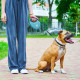 Поводок-рулетка для собак Waudog R-leash S, 3 м, до 12 кг, голубой, со светоотражающей лентой и контейнером для пакетов, 26272