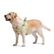 Шлейка для собак Collar из хлопка с QR-паспортом, светоотражающая, салатовая, S, ширина 15 мм, обхват 40–55 см, 03245