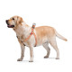 Шлейка для собак Collar из хлопка с QR-паспортом, светоотражающая, оранжевая, S, ширина 15 мм, обхват 40–55 см, 03244