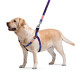 Шлейка для собак Waudog Nylon с QR-паспортом, рисунок NASA 21, M, 20 мм, 50–80 см, 4801-0148