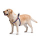 Шлейка для собак Waudog Nylon с QR-паспортом, рисунок Инди, 20 мм, 50–80 см, 4973