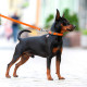 Водостойкий поводок для собак Collar, оранжевый, 20 мм, 305 см, 27364
