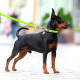 Водостойкий поводок для собак Collar, салатовый, 15 мм, 183 см, 27355