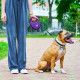 Поводок-рулетка для собак Waudog R-leash L, 5 м, до 40 кг, фиолетовый, со светоотражающей лентой и контейнером для пакетов, 26299
