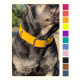 Нашийник для собак Джинджер ПВХ з пряжкою 25 мм, малиновий, L/XL