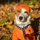 Шапка для собак Hat-Dog акрил помаранчева з регульованою затяжкою S 273 (шпиц,йорк,чихуахуа)