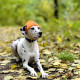 Шапка для собак Hat-Dog акрил помаранчева з регульованою затяжкою S 273 (шпиц,йорк,чихуахуа)