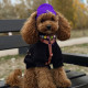 Шапка для собак Hat-Dog акрил фіолетова з регульованою затяжкою S 296 (шпиц,йорк,чихуахуа)