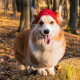 Шапка для собак Hat-Dog акрил червона з регульованою затяжкою 2/S