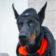 Шапка для собак Hat-Dog акрил чорна з регульованою затяжкою S 260 (шпиц,йорк,чихуахуа)