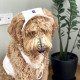 Панама для собак Hat-Dog котон біла з регульованою затяжкою 3/M