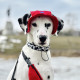 Панама для собак Hat-Dog вельвет червона з регульованою затяжкою  2/S