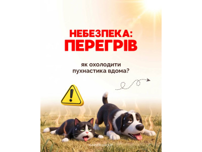Как спасти любимца от жары?