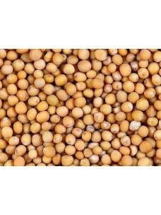 Семена Горчица белая 1кг (Мешок)