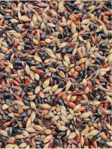 Семена Суданка рябая 1кг (Мешок)